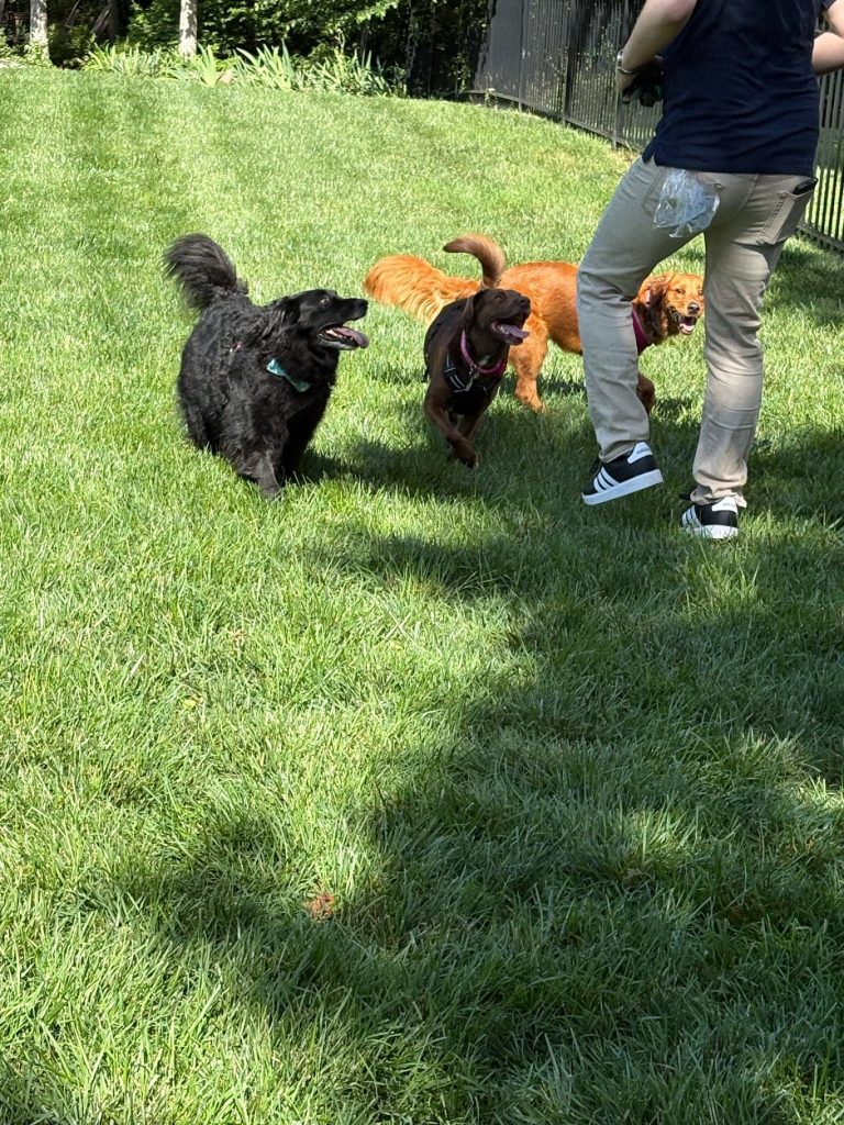 From left to right - Black Lab (Lady), Chocolate Lab (Evie), and Golden Lab (Maeve) following Richard in a grassy yard.